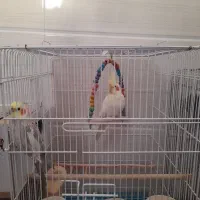 عروس هلندی|پرنده|مبارکه, |دیوار