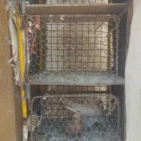 جفت کن آهنی|لوازم جانبی حیوانات|اردکان, |دیوار