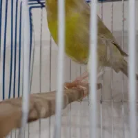 قناری نر
