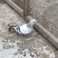 اهواز شیبان