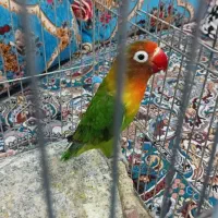 کوتوله ماده|پرنده|مهرستان, |دیوار