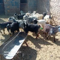 کهر نر