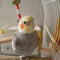 پرنده عروس هلندی بالغ و سخنگو