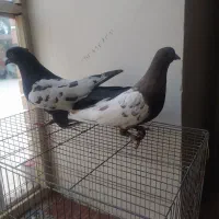 سینه سیاه و سینه قهوه ای