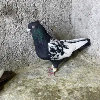 کفتر سینه|پرنده|شیراز, بازار|دیوار