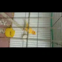 ماده پرتغالی آماده آماده