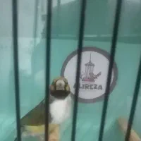 فنچ گلدین|پرنده|مشگین شهر, |دیوار