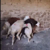 بره قوچ