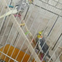 عروس هلندی دستی