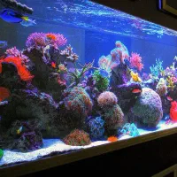 طراحی نصب آکواریوم پلنت آبنما تضمینی