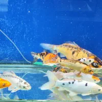 ماهی کوی ۵۰ سانتی|ماهی|تهران, مجیدیه|دیوار