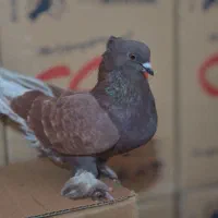 سرخ و سفید و قلمکار کبوتر|پرنده|علیآباد کتول, |دیوار