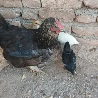 مرغ وخروس