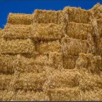 کاه کلش گندم