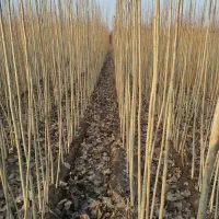 نهالستان ایران نهال|خدمات باغبانی و درختکاری|میاندوآب, |دیوار