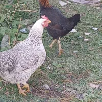 دوتا مرغ فروشی|حیوانات مزرعه|فاضل آباد, |دیوار