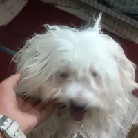 بالغ نر سالم