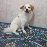 سگ پاکوتا نر