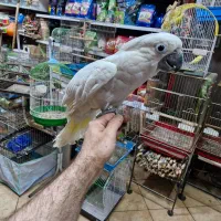 کاکادو امبرلا جوجه حلقه پا سوپر رام سخنگو|پرنده|اصفهان, حسین‌آباد|دیوار