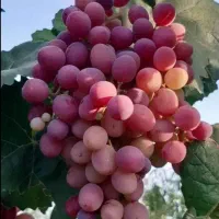 فروش-باغچه-300-متر-به-بالا