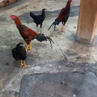 مرغ ویروس لاری افغان وترک