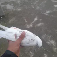 کفتر برشی|پرنده|تهران, دریاننو|دیوار