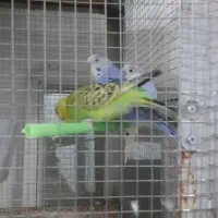 عروس هلندی و مرغ عشق|پرنده|بهار, |دیوار