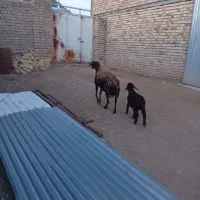 میش و بره افشاری