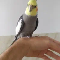 پرنده|پرنده|قره ضیاالدین, |دیوار