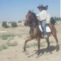 مادیان سواری دار و سردمگیر فول شیرماده