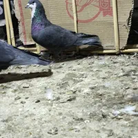 سه عدد نر زاغ کرمانی ریش و سرخ|پرنده|زاهدان, |دیوار