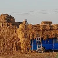 کاه خرد شده گندم