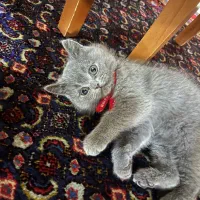 گربه بریتیش