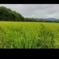 زمین مزروعی فروش فروی|فروش زمین و ملک کلنگی|اسالم, |دیوار