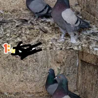 کفتر پرشی با اصالت|پرنده|قم, نوقطار|دیوار
