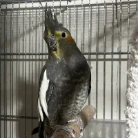 عروس هلندی ۶ماه|پرنده|تهران, خاوران|دیوار