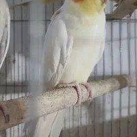 عروس هلندی نر بالغ|پرنده|رودسر, |دیوار