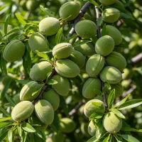 موندراپ با باردهی تضمینی ، سرمایهگذاری هوشمند|خدمات باغبانی و درختکاری|گرمی, |دیوار