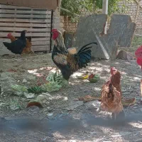 ۴عدد خروس محلی