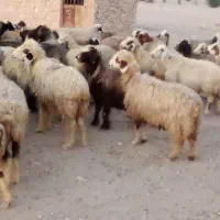 57 راس میش ترکی بختیاری بره دار و آبستن گلون گرم|حیوانات مزرعه|کازرون, |دیوار