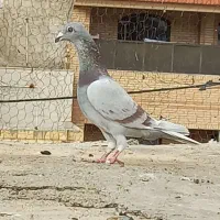 ماده قوره ای