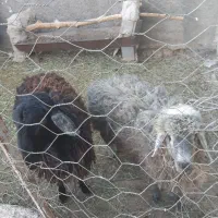 فروش بره نر|حیوانات مزرعه|ساوه, |دیوار