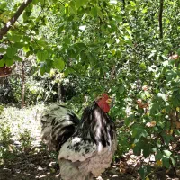 خروس همه چی تموم