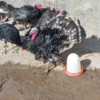 بوقلمون رویال پالم  12 عدد 30000000