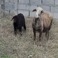گوسفند با بره