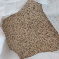 جو گندم محلی (اشعیر)