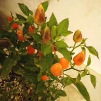 تخم مرغ فلفلی