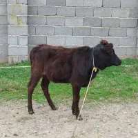 گاو.|حیوانات مزرعه|رشت, جماران|دیوار