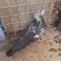 کبوتر کاشونی و کله ای