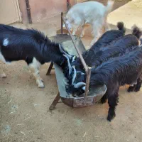 کهره نر در سروستان|حیوانات مزرعه|سروستان, |دیوار